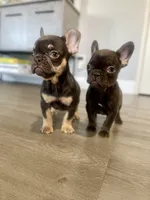 Cocoa, a male French Bulldog for sale in Eastvale, CA – Photo 6 of 9