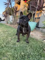 Yoshi, a male French Bulldog for sale in Eastvale, CA – 2 of 6