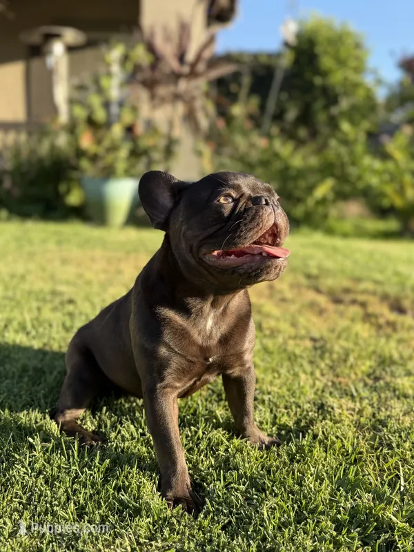 Zuzu – French Bulldog puppy for sale in Eastvale, CA