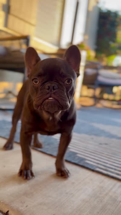 Zuzu, a female French Bulldog for sale in Eastvale, CA – 7 of 7