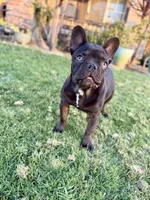Yoshi, a male French Bulldog for sale in Eastvale, CA – 5 of 6