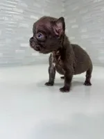 Hershey, a male French Bulldog for sale in Eastvale, CA – Photo 6 of 6