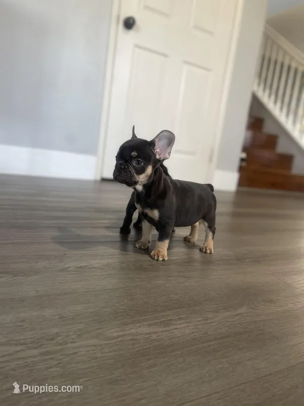 Hersey, a male French Bulldog for sale in Eastvale, CA – Photo 1 of 5