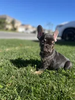 Hersey, a male French Bulldog for sale in Eastvale, CA – Photo 3 of 5