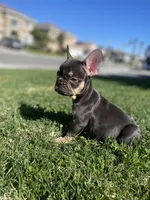 Hersey, a male French Bulldog for sale in Eastvale, CA – Photo 4 of 5