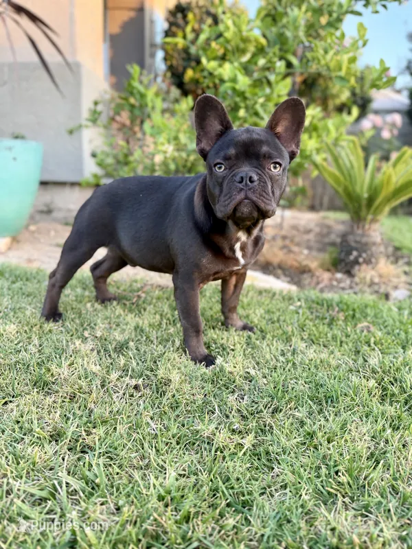 Yoshi – French Bulldog puppy for sale in Eastvale, CA