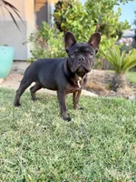 Yoshi, a male French Bulldog for sale in Eastvale, CA – 1 of 6