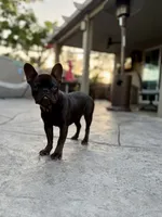 Zuzu, a female French Bulldog for sale in Eastvale, CA – 5 of 7