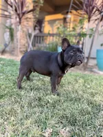 Yoshi, a male French Bulldog for sale in Eastvale, CA – 4 of 6