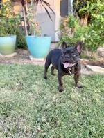 Yoshi, a male French Bulldog for sale in Eastvale, CA – 3 of 6