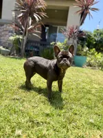 Zuzu, a female French Bulldog for sale in Eastvale, CA – 2 of 4