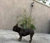 Zuzu, a female French Bulldog for sale in Eastvale, CA – 3 of 7