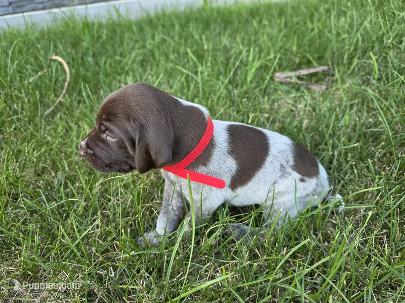 Red male – German Shorthaired Pointer puppy for sale in Gibbon, MN
