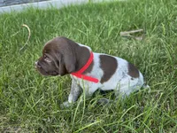 Red male, a male German Shorthaired Pointer for sale in Gibbon, MN – 1 of 2
