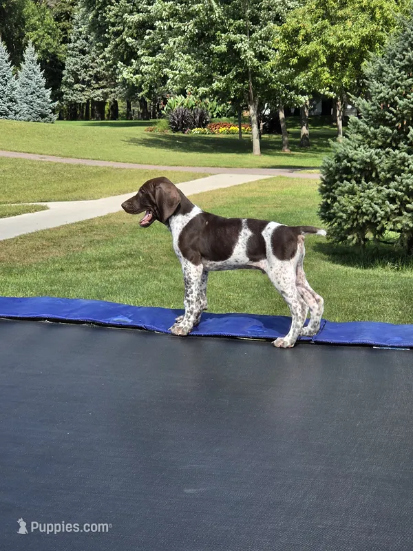Maximus – German Shorthaired Pointer puppy for sale in Gibbon, MN