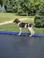 Maximus, a male German Shorthaired Pointer for sale in Gibbon, MN – 1 of 1