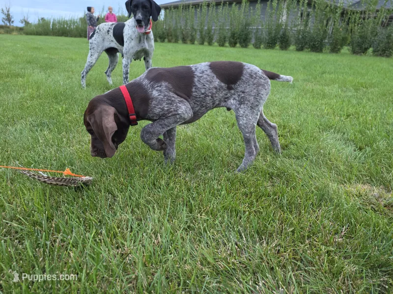 Cedar – German Shorthaired Pointer puppy for sale in Gibbon, MN
