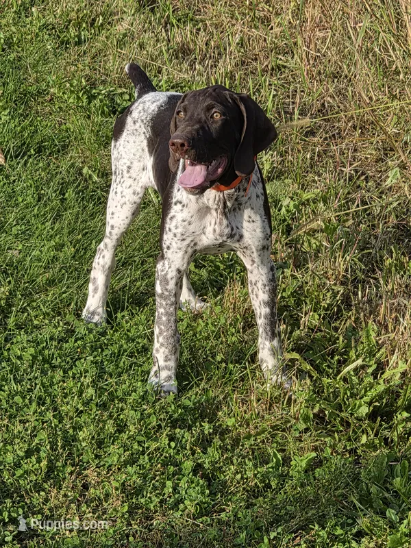 Max – German Shorthaired Pointer puppy for sale in Gibbon, MN