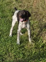 Max, a male German Shorthaired Pointer for sale in Gibbon, MN – 1 of 4
