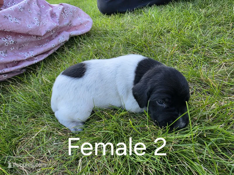 German Shorthair Female 2 – German Shorthaired Pointer puppy for sale in Gibbon, MN