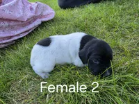 German Shorthair Female 2, a female German Shorthaired Pointer for sale in Gibbon, MN – 1 of 1