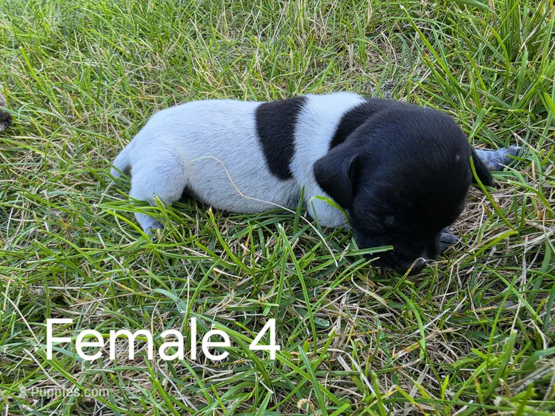 German Shorthair Female 4 – German Shorthaired Pointer puppy for sale in Gibbon, MN