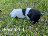German Shorthair Female 4, a female German Shorthaired Pointer for sale in Gibbon, MN – 1 of 2