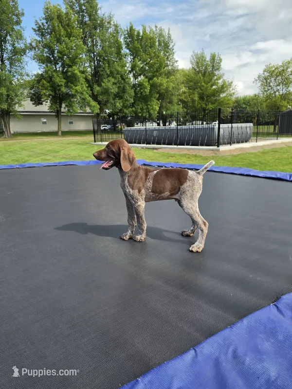 Bruno – German Shorthaired Pointer puppy for sale in Gibbon, MN