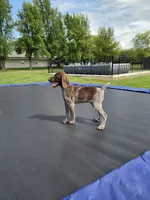 Bruno, a male German Shorthaired Pointer for sale in Gibbon, MN – 1 of 1