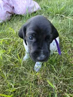 Purple Female, a female German Shorthaired Pointer for sale in Gibbon, MN – 2 of 2