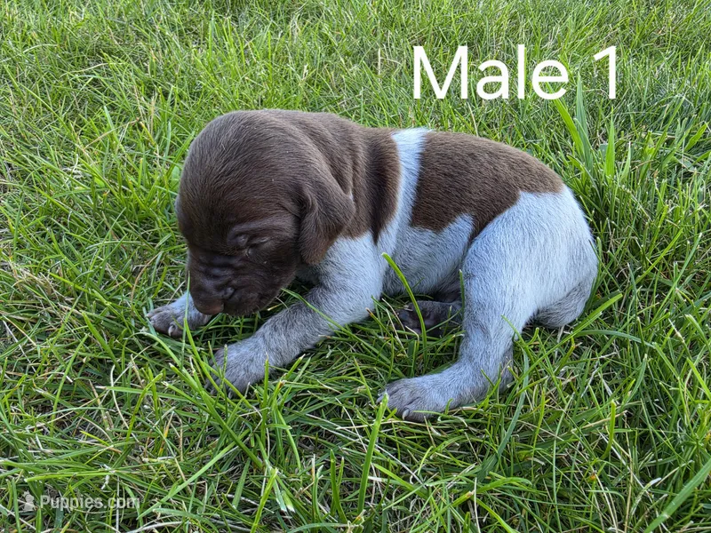 German Shorthair Male 1 – German Shorthaired Pointer puppy for sale in Gibbon, MN