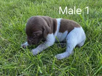 German Shorthair Male 1, a male German Shorthaired Pointer for sale in Gibbon, MN – 1 of 1