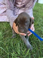 Blue Male (UPDATED), a male German Shorthaired Pointer for sale in Gibbon, MN – 2 of 2