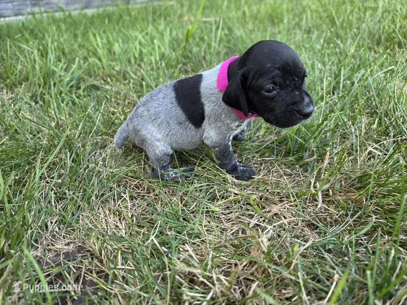 Pink Female – German Shorthaired Pointer puppy for sale in Gibbon, MN