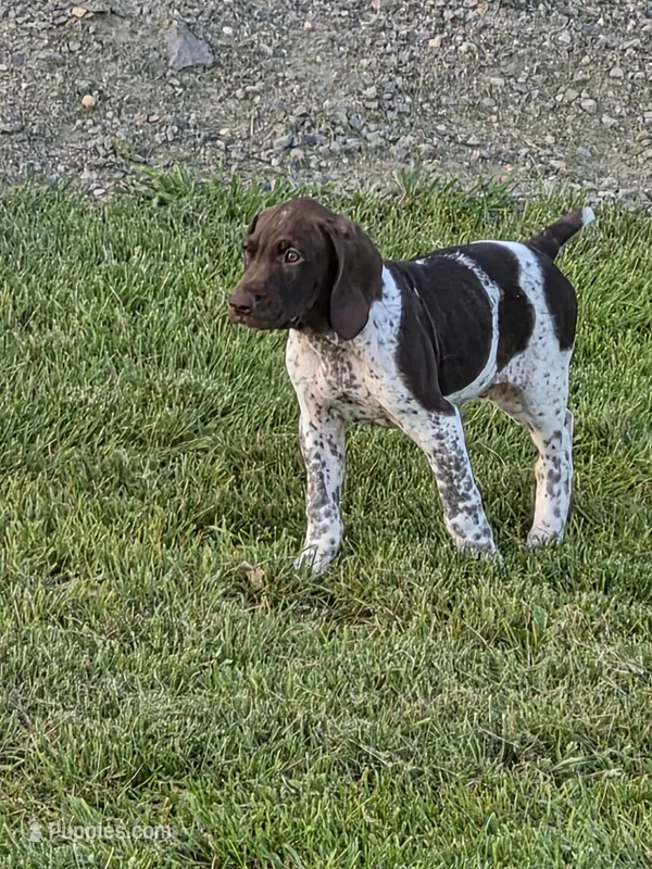 Yellow male  – German Shorthaired Pointer puppy for sale in Gibbon, MN