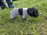 German Shorthair Female 4, a female German Shorthaired Pointer for sale in Gibbon, MN – 2 of 2