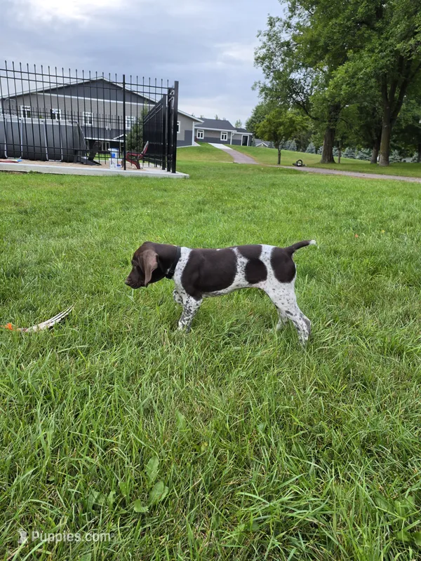 Maximus – German Shorthaired Pointer puppy for sale in Gibbon, MN
