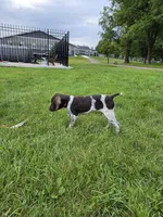 Maximus (800 OBO), a male German Shorthaired Pointer for sale in Gibbon, MN – 1 of 4