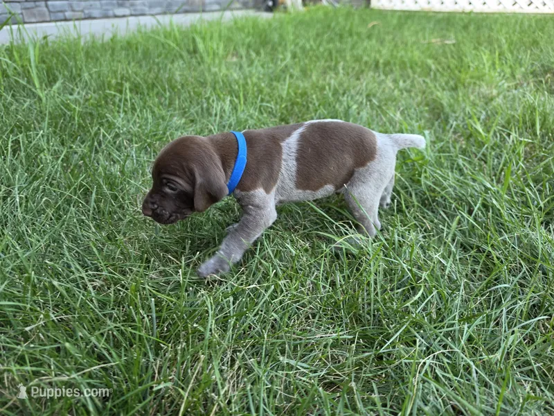 Blue Male (UPDATED) – German Shorthaired Pointer puppy for sale in Gibbon, MN