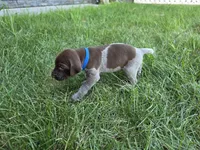 Blue Male (UPDATED), a male German Shorthaired Pointer for sale in Gibbon, MN – 1 of 2