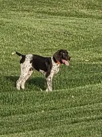 Max, a male German Shorthaired Pointer for sale in Gibbon, MN – 4 of 4