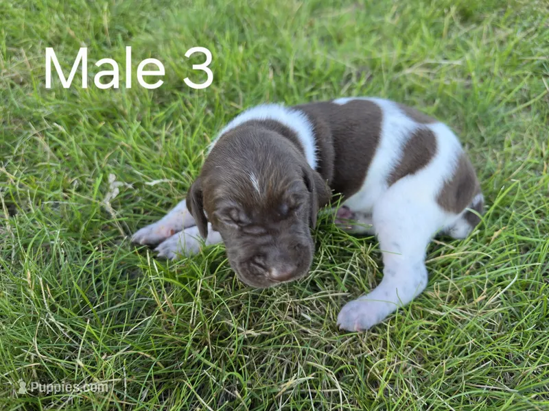 German Shorthair Male 3 – German Shorthaired Pointer puppy for sale in Gibbon, MN