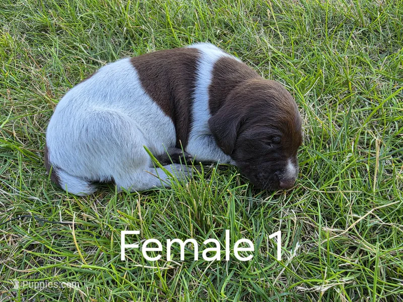 German Shorthair Female 1 – German Shorthaired Pointer puppy for sale in Gibbon, MN