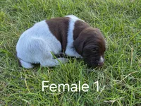 German Shorthair Female 1, a female German Shorthaired Pointer for sale in Gibbon, MN – 1 of 1