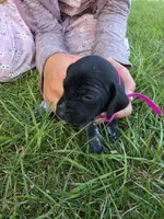 Pink Female, a female German Shorthaired Pointer for sale in Gibbon, MN – 2 of 2