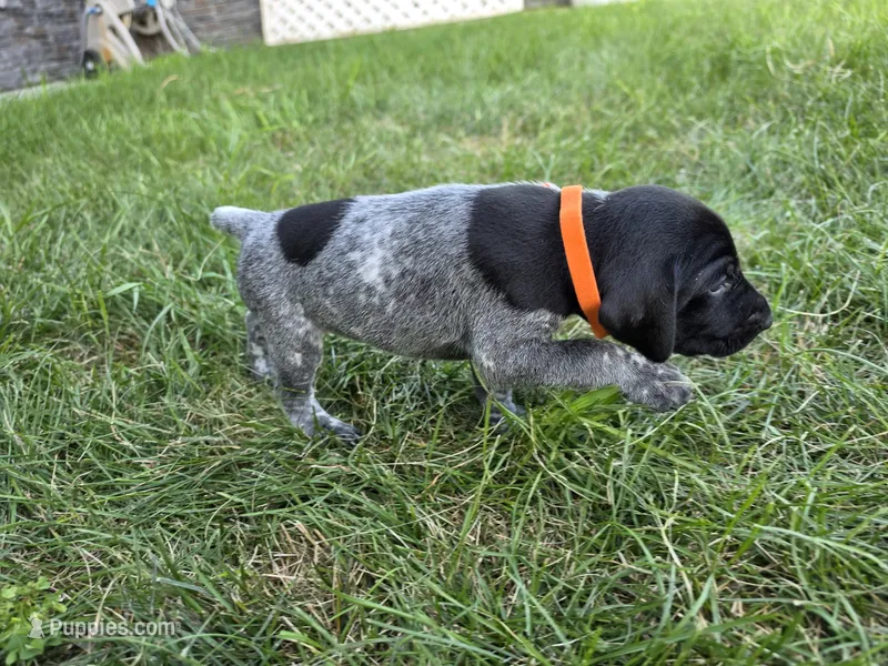 Orange Male – German Shorthaired Pointer puppy for sale in Gibbon, MN