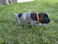 Orange Male, a male German Shorthaired Pointer for sale in Gibbon, MN – 1 of 2