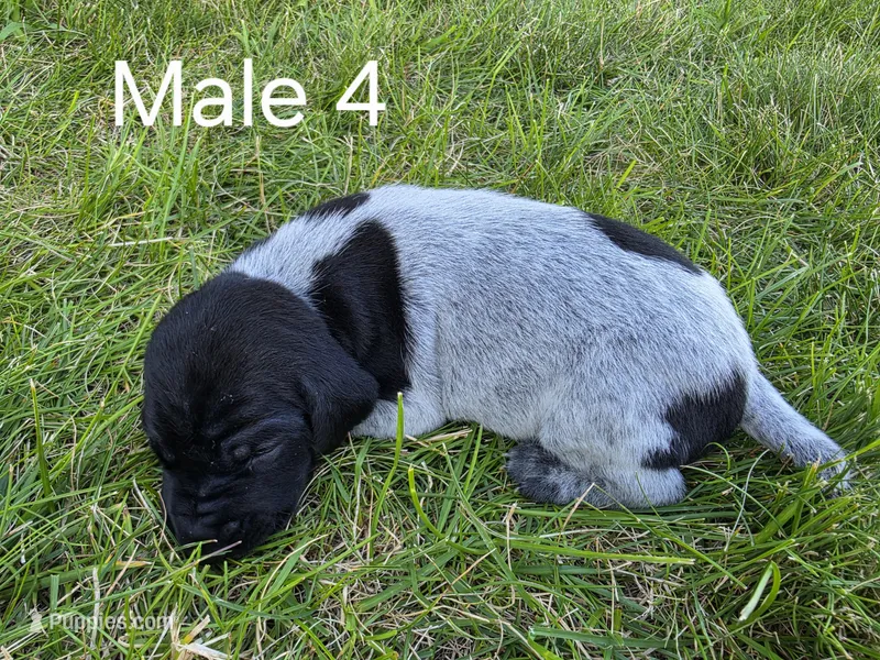 German Shorthair Male 4 – German Shorthaired Pointer puppy for sale in Gibbon, MN