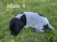 German Shorthair Male 4, a male German Shorthaired Pointer for sale in Gibbon, MN – 1 of 1