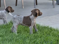 Blue Male , a male German Shorthaired Pointer for sale in Gibbon, MN – 2 of 2